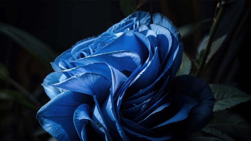 Windows 11 Bloom AI art Dark Theme Wallpaper