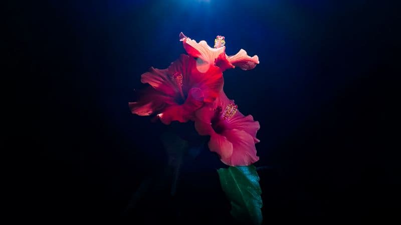 Hibiscus flowers 5K Wallpaper