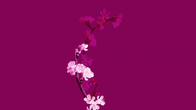 Cherry blossom Plum Velvet Wallpaper