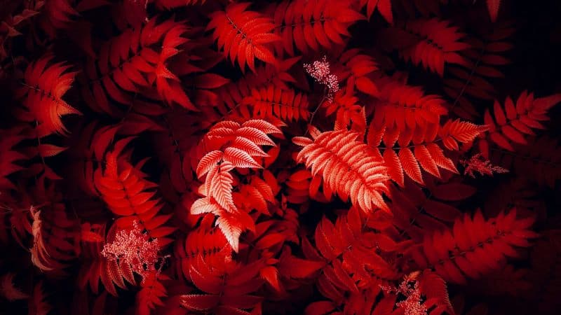 Red leaves Foliage Wallpaper