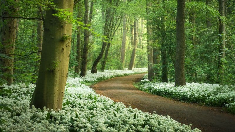 Forest path White flowers Wallpaper