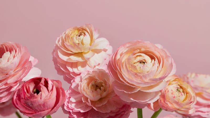 Ranunculus flowers Pink aesthetic Wallpaper
