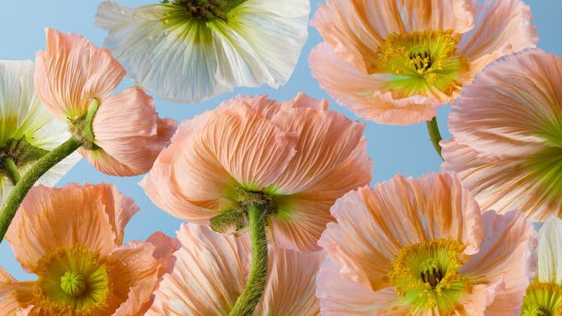 Poppy flowers 5K Wallpaper