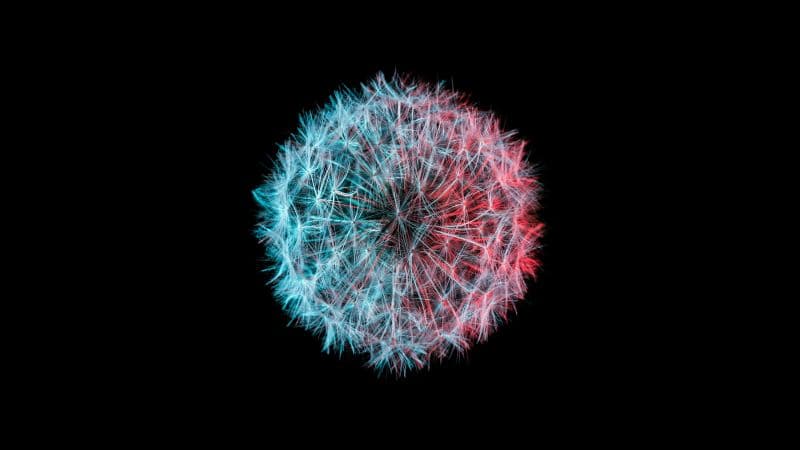 Dandelion flower AMOLED Wallpaper