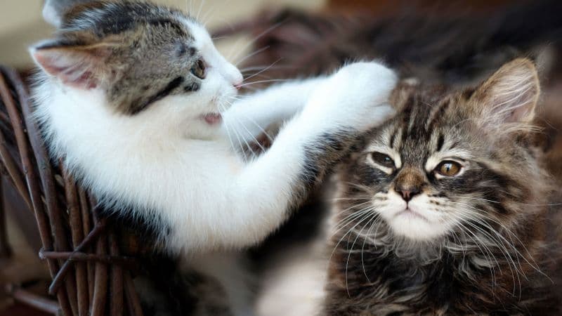 Pet Kittens Wallpaper