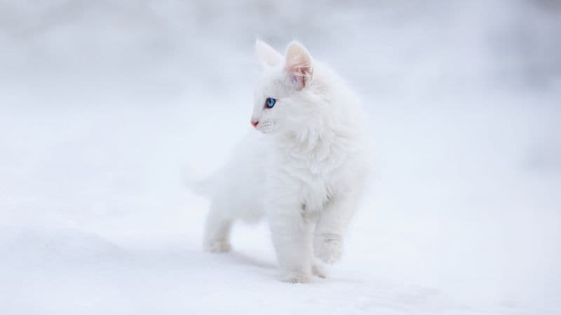 Kitten White aesthetic Wallpaper