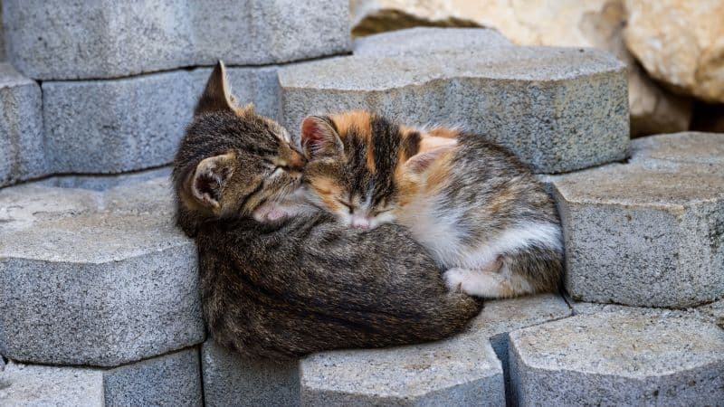 Sleeping Kittens Wallpaper