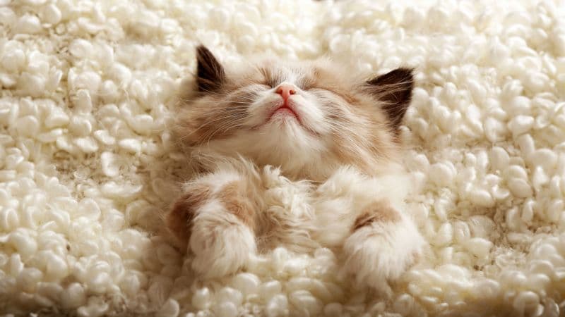 Fluffy Cute Kitten Wallpaper