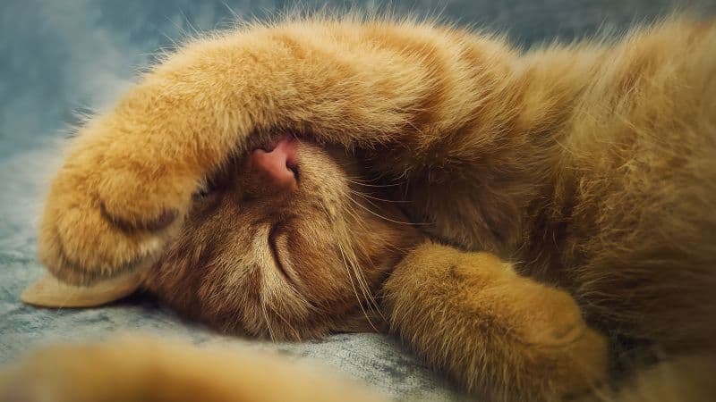 Ginger cat Cute Kitten Wallpaper