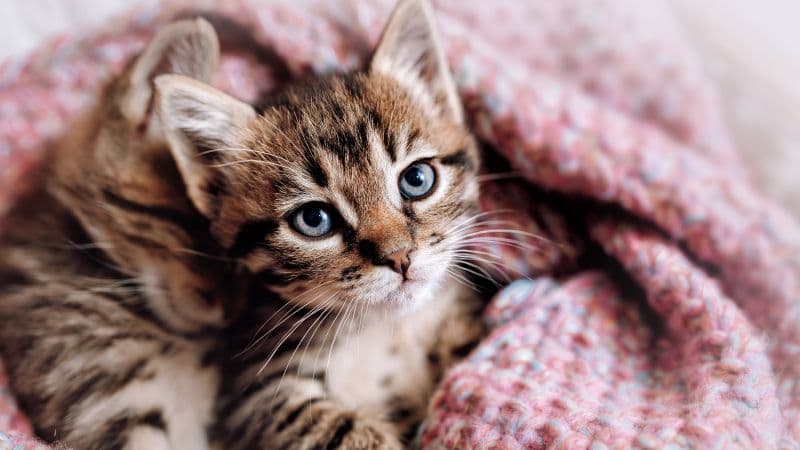 Cute Kitten Aesthetic Wallpaper