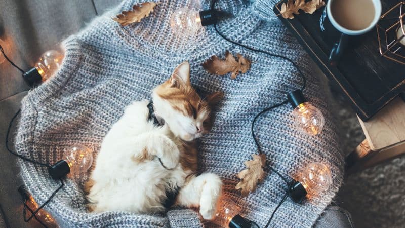 Cozy Cat Wallpaper