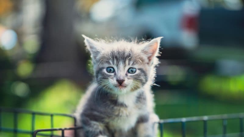 Kitten Closeup Wallpaper