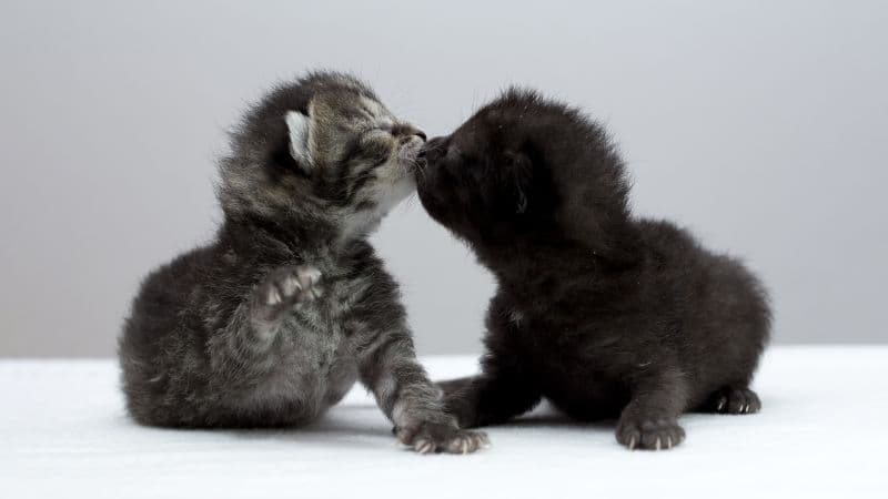 Playing Kittens Wallpaper