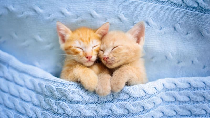 Cute Kittens Sleeping Wallpaper
