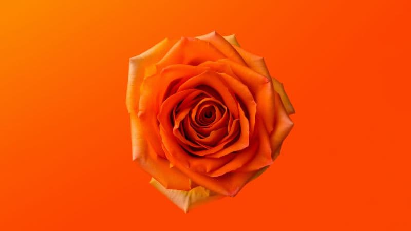 Orange Rose 8K Wallpaper