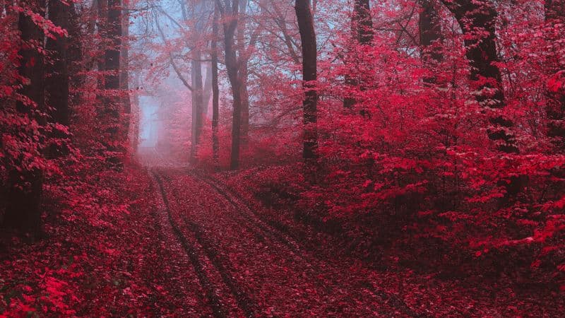 Maple trees Maple leaves Wallpaper