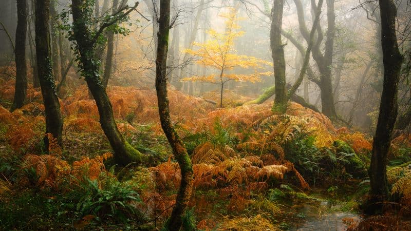 Foggy Autumn Forest Wallpaper