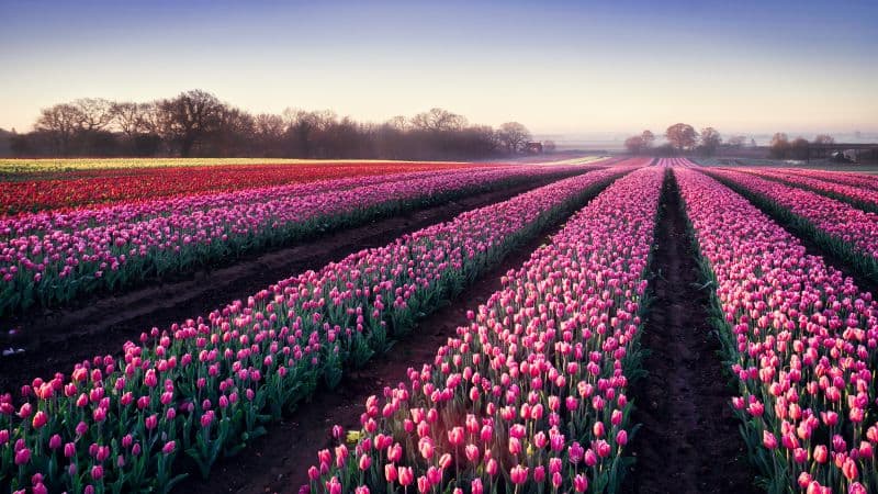 Tulips field Morning breeze Wallpaper