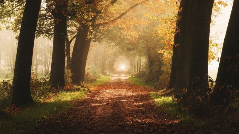 Autumn Foggy Wallpaper