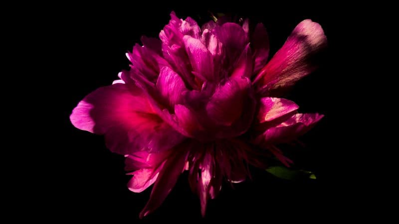 Pink Peony flower in Black background