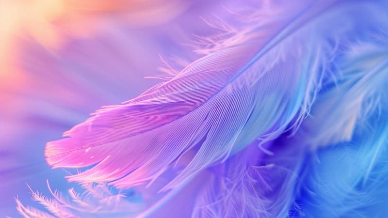Aesthetic Feathers Wallpaper