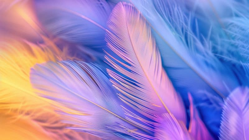 Feathers Aesthetic Wallpaper