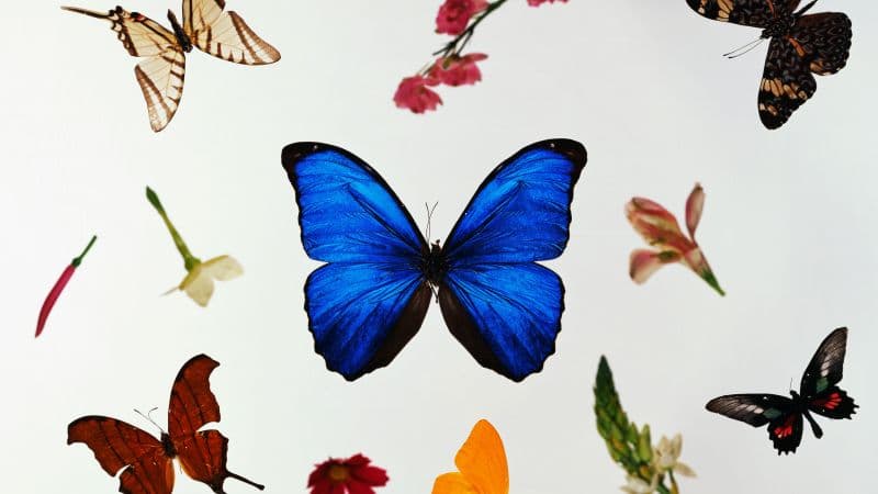 Colorful Butterflies Wallpaper