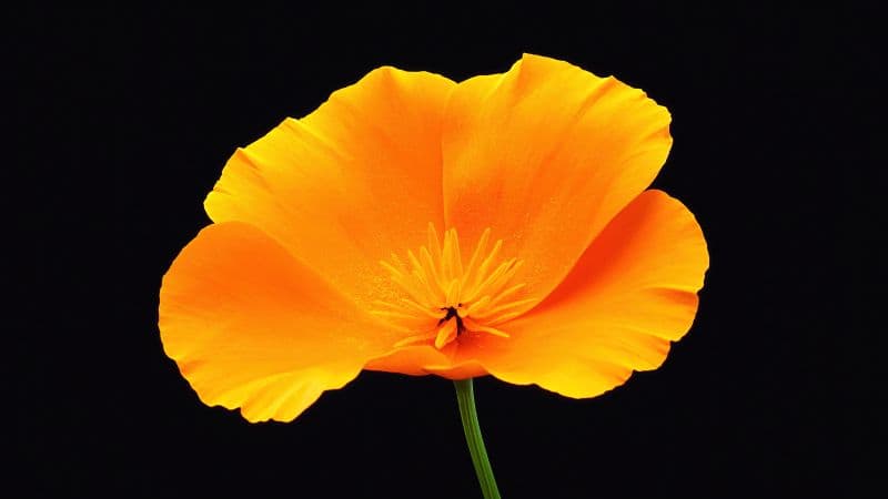 Poppy flower Black background Wallpaper