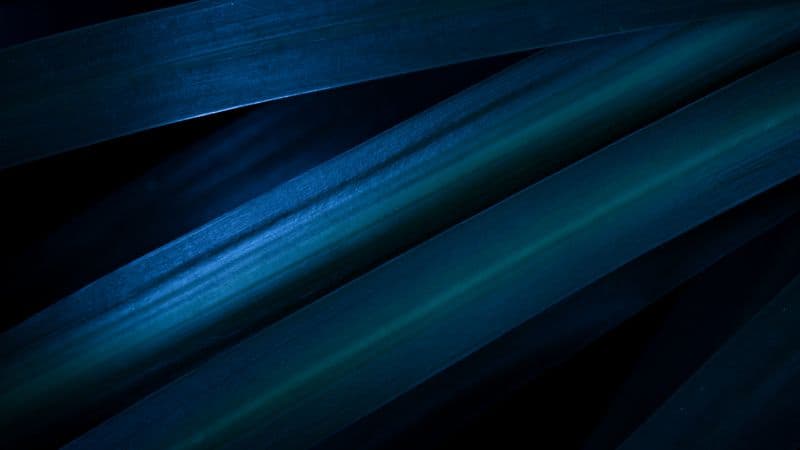 Leaves Blue aesthetic Wallpaper