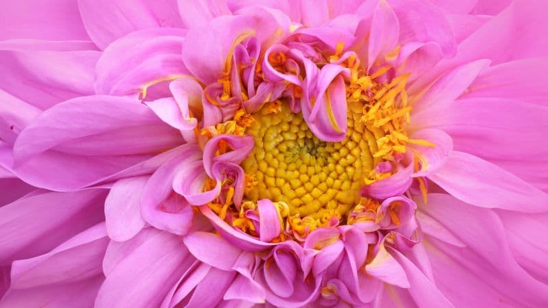 Pink Dahlia Macro Wallpaper