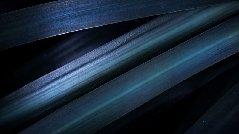 Blue aesthetic Leaves Wallpaper