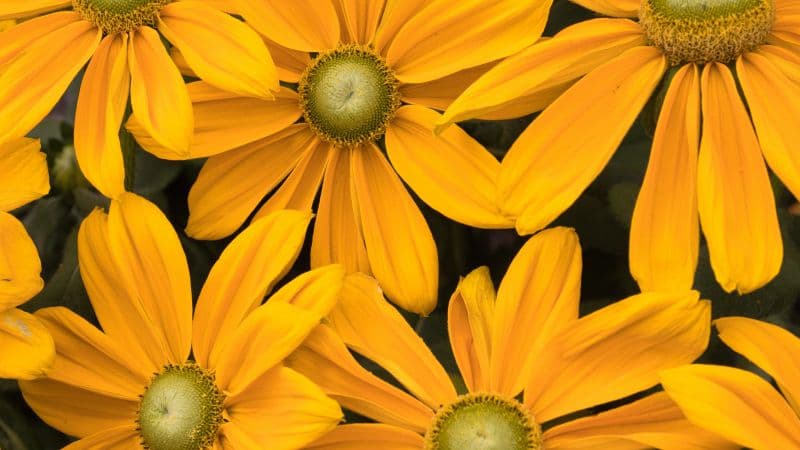 Yellow flowers Blossom Wallpaper