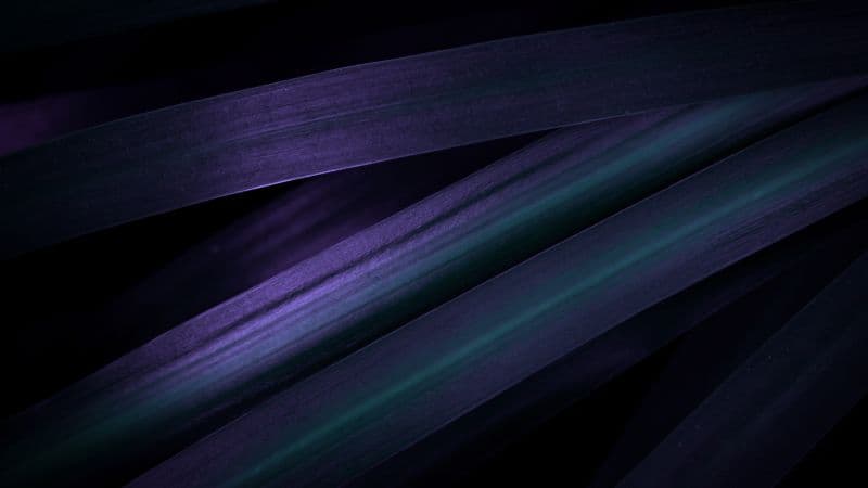 Purple leaves Macro Wallpaper