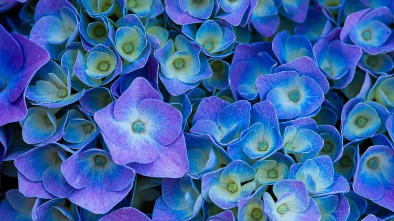 Hydrangea Flowers Purple aesthetic Wallpaper