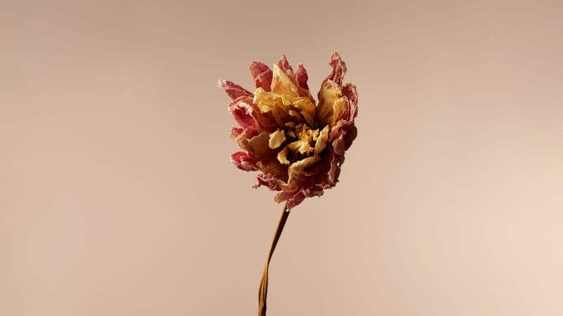 Dried Dahlia flower Wallpaper