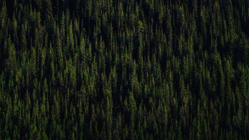 Pine trees Forest Wallpaper