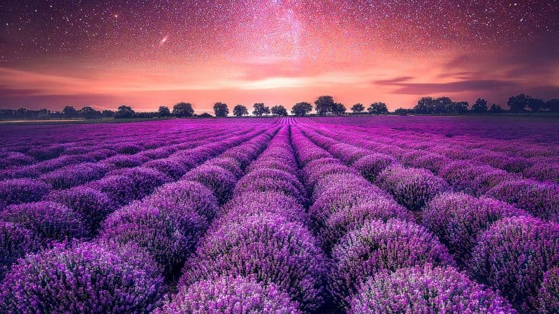 Lavender farm Lavender fields Wallpaper