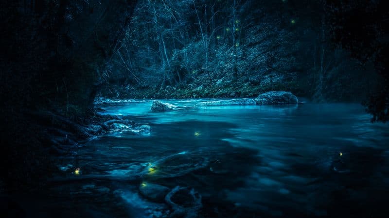 Forest River Wallpaper