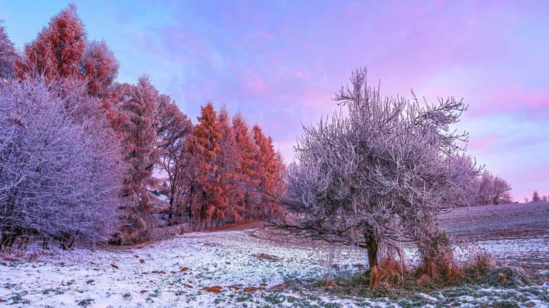 Winter forest Morning Wallpaper