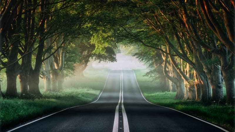 Forest Road Wallpaper