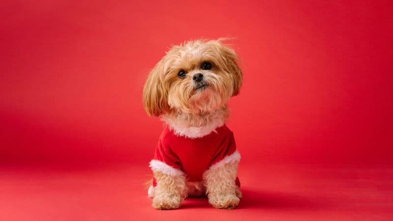 Shih Tzu Cute dog Wallpaper
