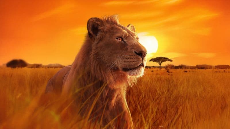 Mufasa 5K Wallpaper