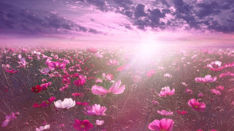 Pink flower Cosmos Wallpaper