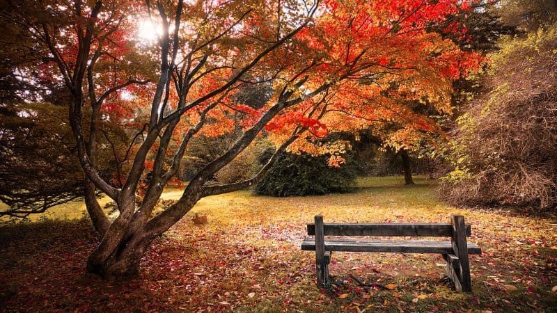 Maple trees Autumn leaves Wallpaper