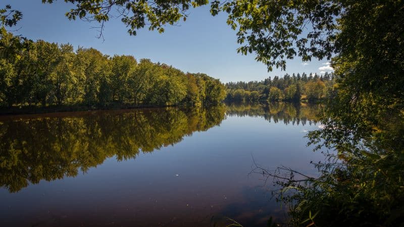 Androscoggin River Trees Wallpaper