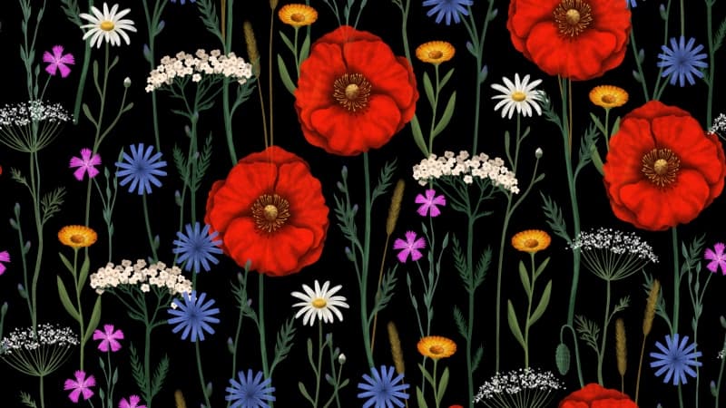Poppies Floral designs Wallpaper