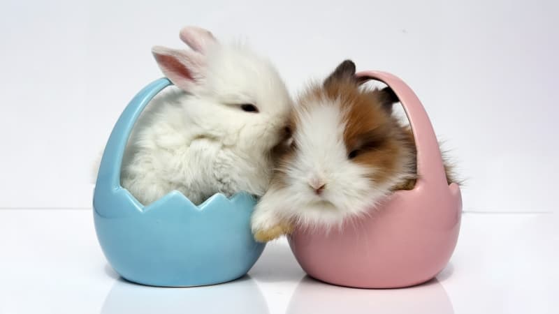 Easter bunny Fluffy Wallpaper