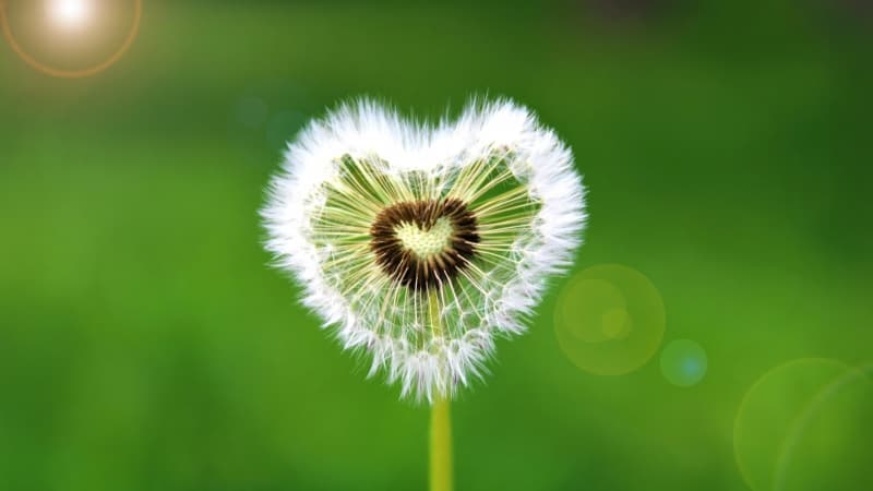 Heart shape Dandelion flower Wallpaper