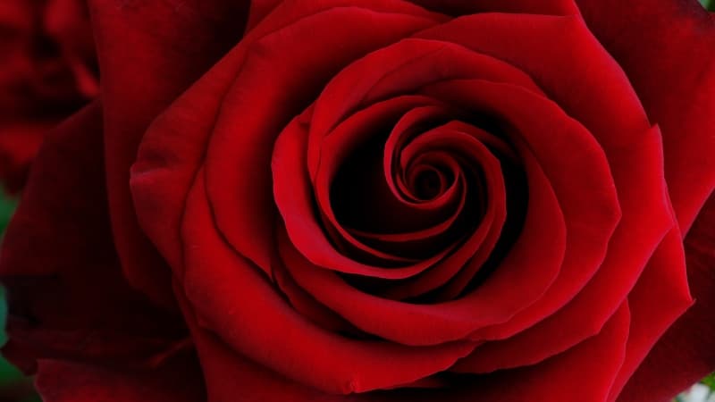 Red Rose Closeup Wallpaper