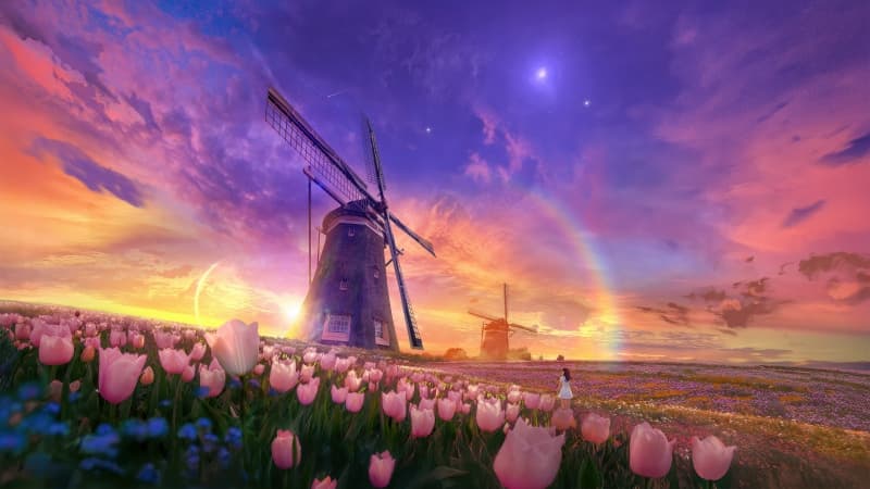 Tulips field Windmill Wallpaper